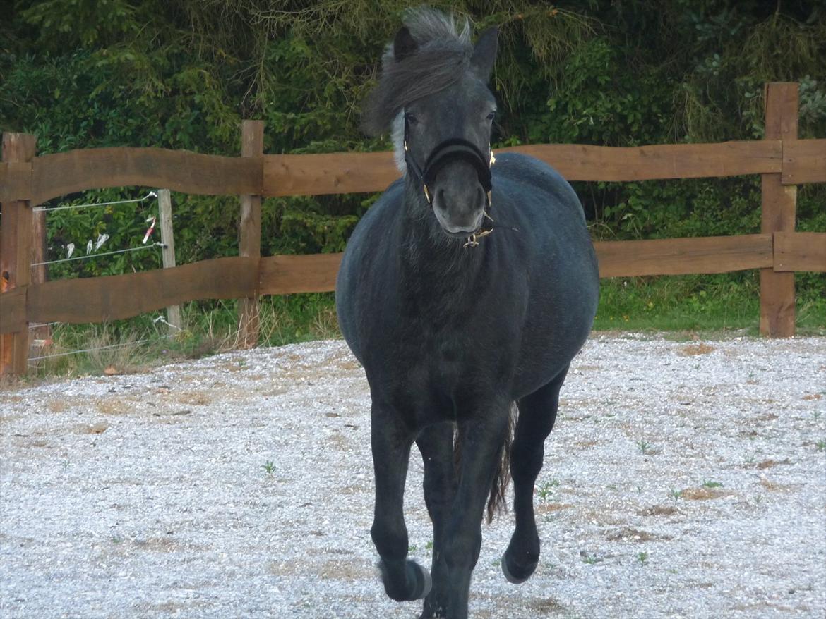 Highland Pony Aileen of Hesselholm - 2 år gammel og på vej "hjem" til mig igen. billede 4