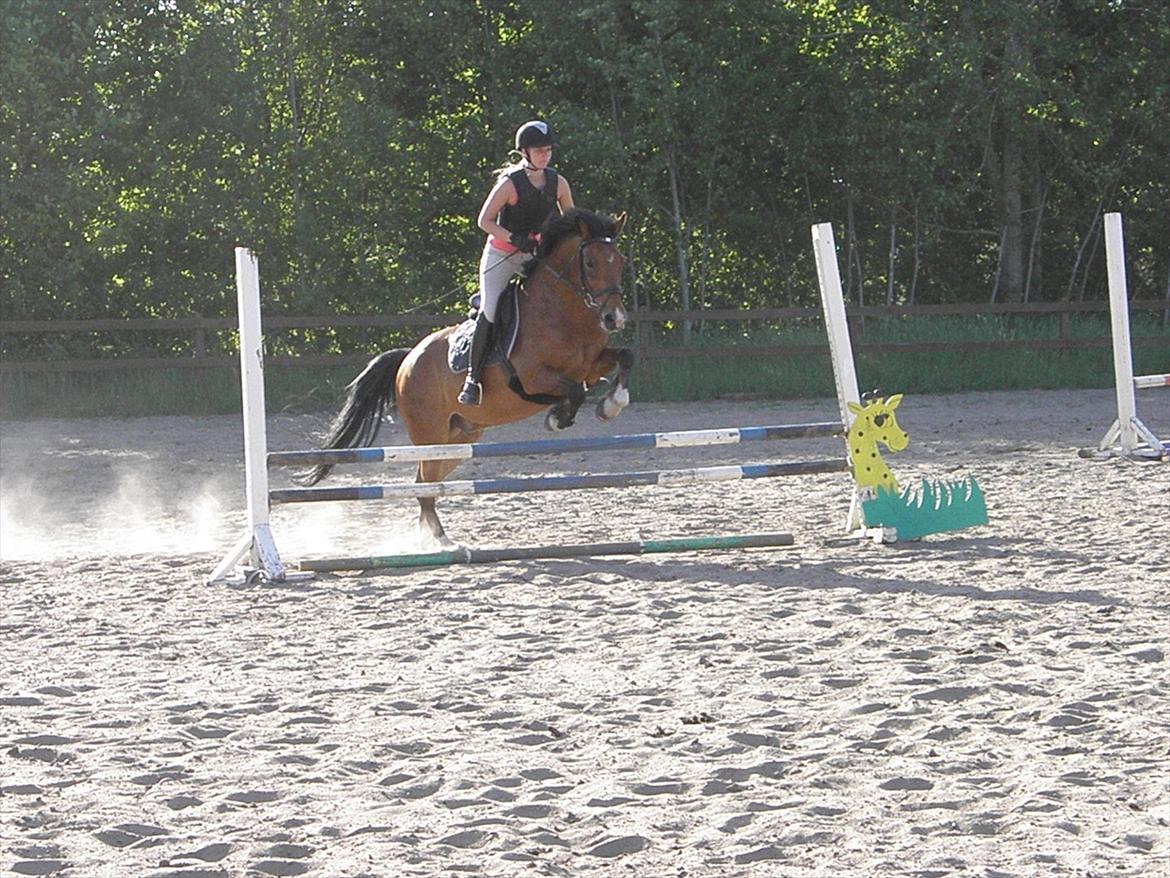 Hollandsk Sportspony Fjoery *solgt* billede 13