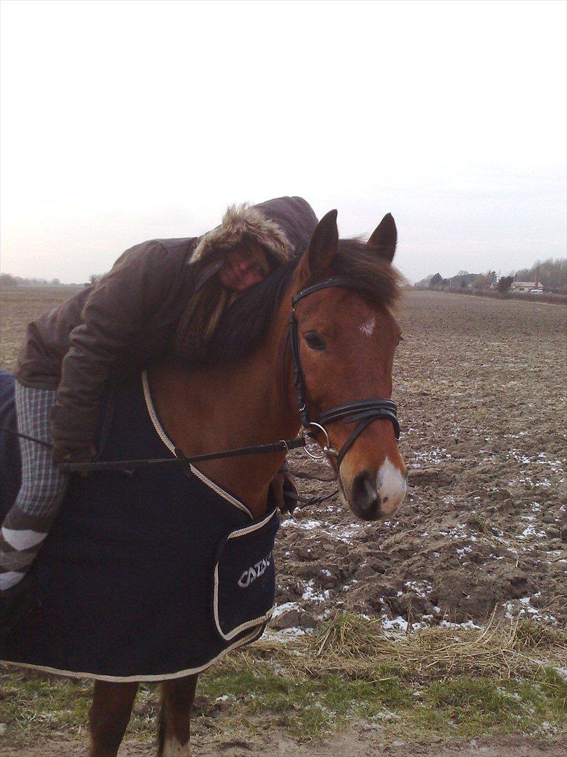 Hollandsk Sportspony Fjoery *solgt* billede 15