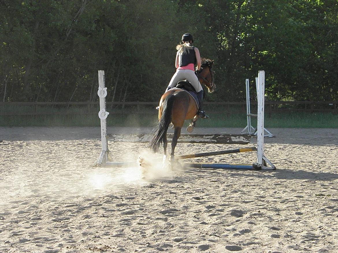 Hollandsk Sportspony Fjoery *solgt* billede 17