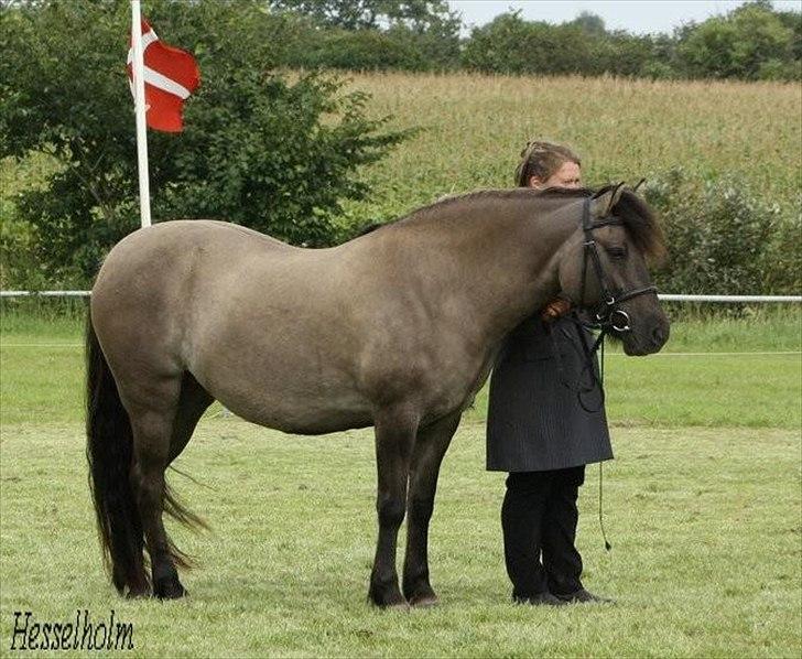 Highland Pony Liùsaidh of Hesselholm (kaldet Lulle) - Lulle til M&M summer show 2011 hvor hun gik på fløjen for 5 års og ældre hopper. billede 1