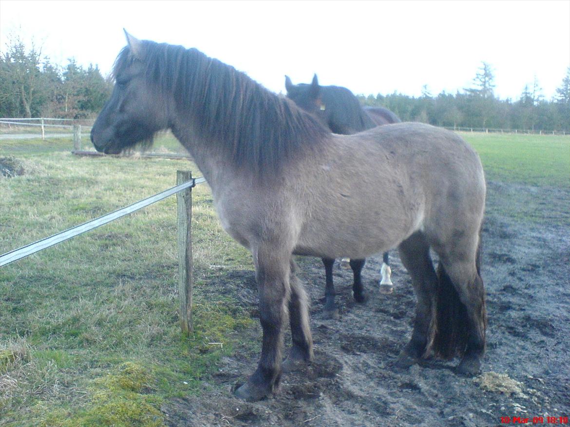 Highland Pony Liùsaidh of Hesselholm (kaldet Lulle) - Lulle som 3 års. billede 8