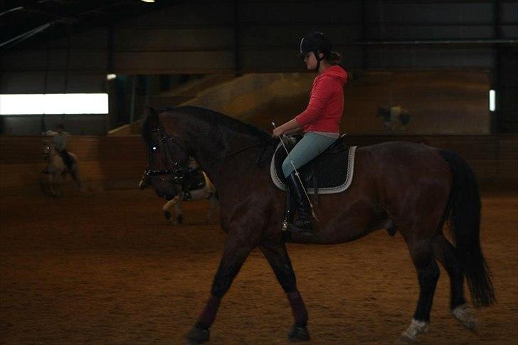 Anden særlig race Øko. billede 17