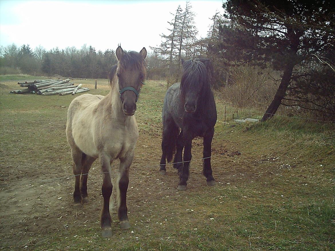 Highland Pony Liùsaidh of Hesselholm (kaldet Lulle) - Nyfravænnet sammen med legekammerat Trailtrow Ghillie Dhu, som næsten lige er ankommet fra Skotland - han er ca. 1½ år på billedet. billede 6