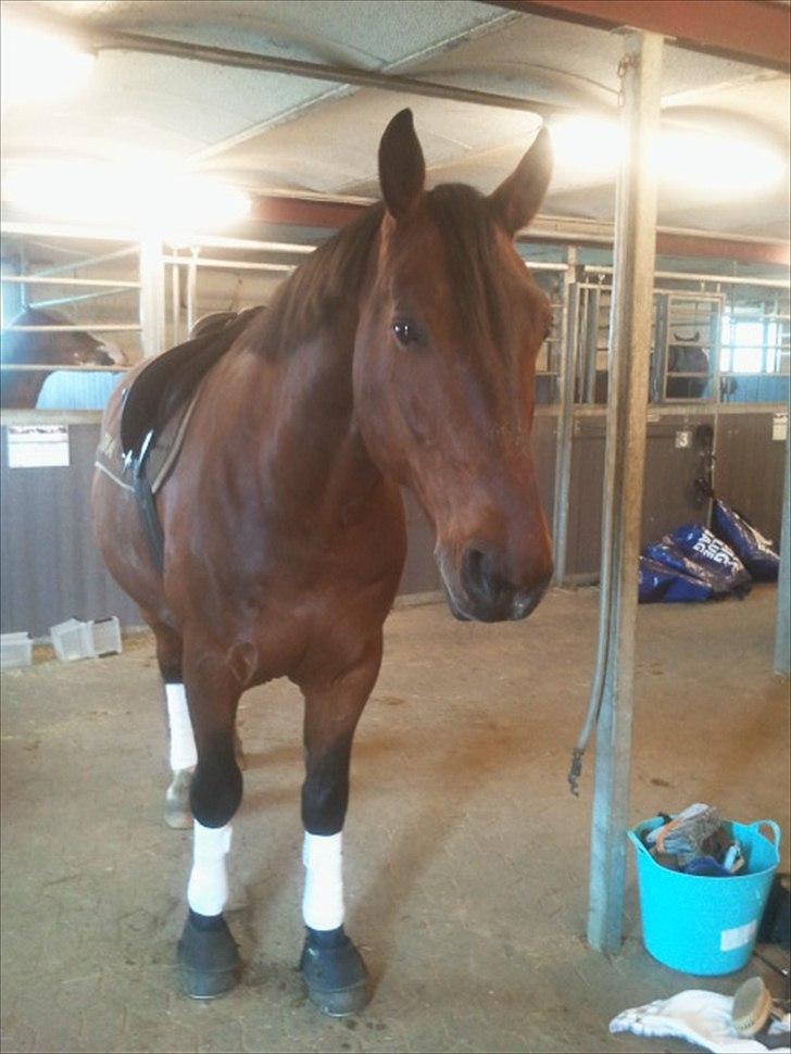 Anden særlig race Øko. billede 19