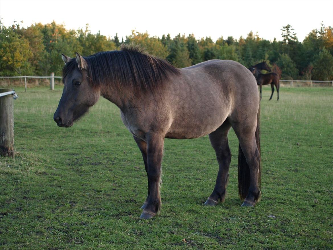 Highland Pony Liùsaidh of Hesselholm (kaldet Lulle) - 4 år billede 9