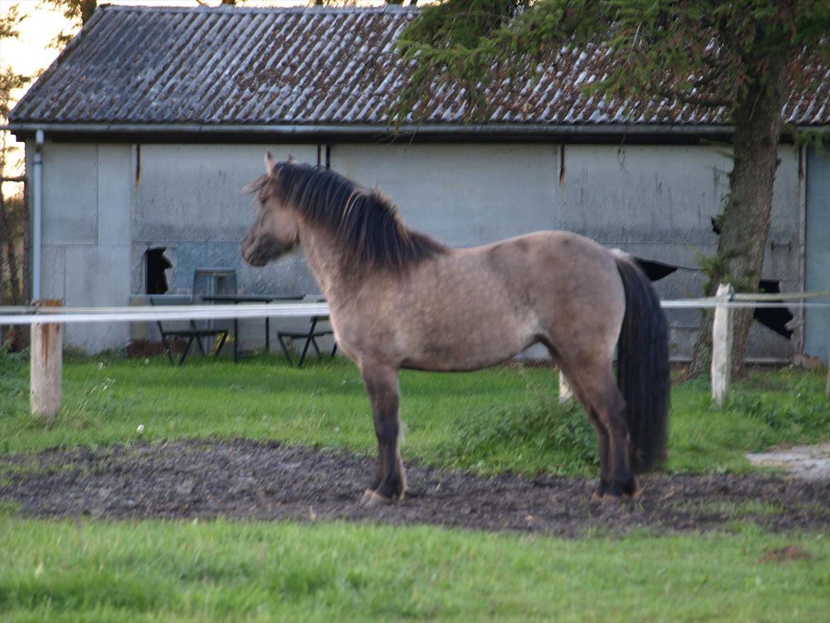 Highland Pony Liùsaidh of Hesselholm (kaldet Lulle) - 4 år billede 10