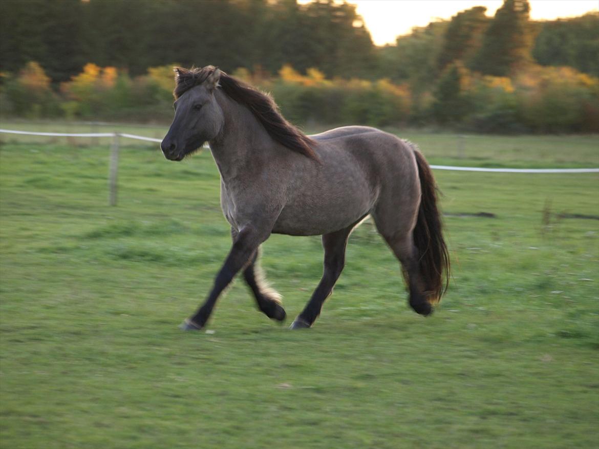 Highland Pony Liùsaidh of Hesselholm (kaldet Lulle) - 4 år. billede 11