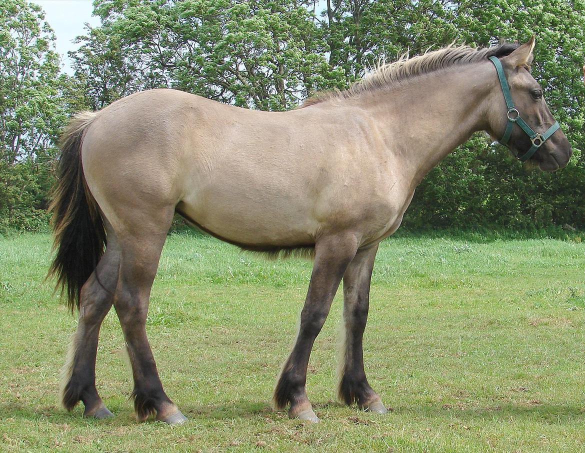 Highland Pony Liùsaidh of Hesselholm (kaldet Lulle) - Lulle som 1 års, "bumhigh" og med den racetypiske ungheste-løvemanke under maven. billede 7