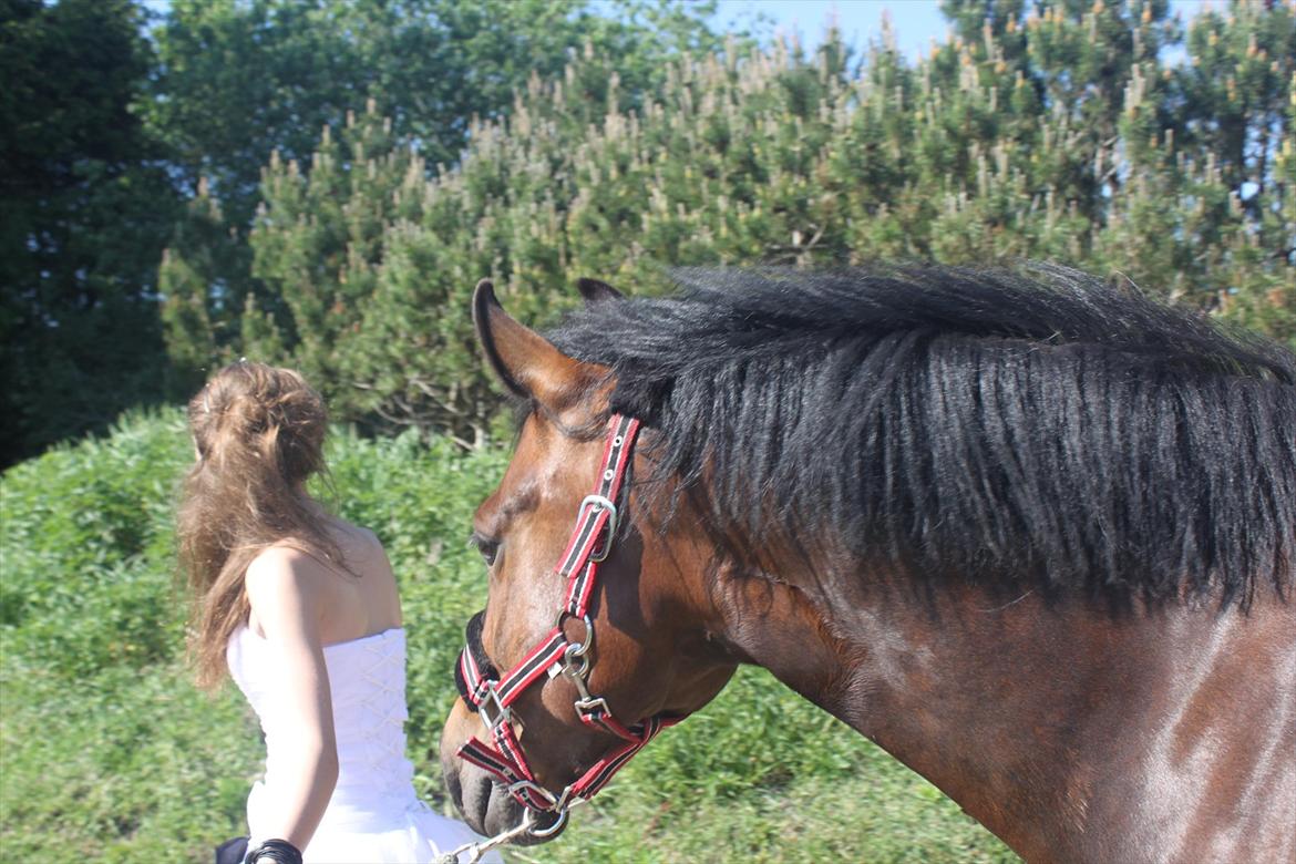 New Forest Meldgaardens Sir Eaton - let's go<3 billede 13