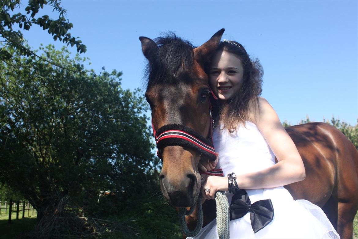 New Forest Meldgaardens Sir Eaton - baby!!<3 billede 14