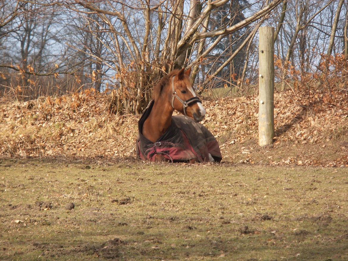 Anden særlig race Milord <3 - Lorden ligger og nyder efteråret! <3 billede 14