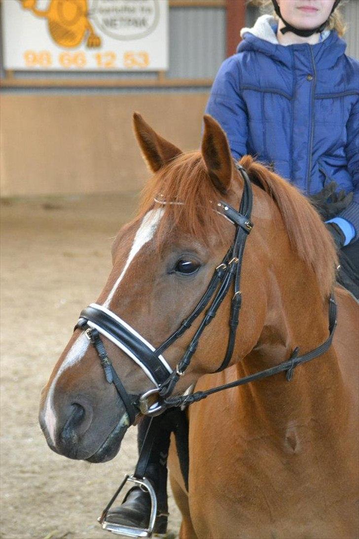 Anden særlig race Kalua<3 (Gadedrengen) - Uff!<3 18/6-12
Foto: Maja <3 billede 1