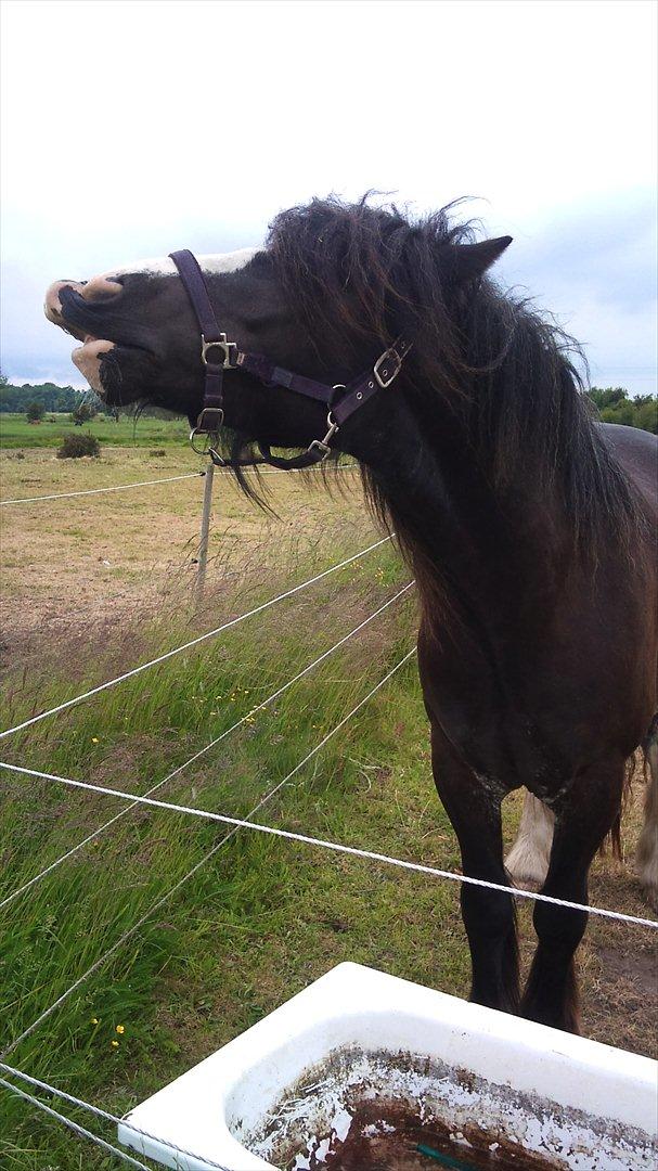 Tinker The Gypsy Spirit of Irish - Basse leger med vand :0) billede 15