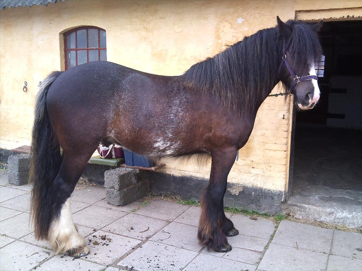 Tinker The Gypsy Spirit of Irish - :0) billede 16