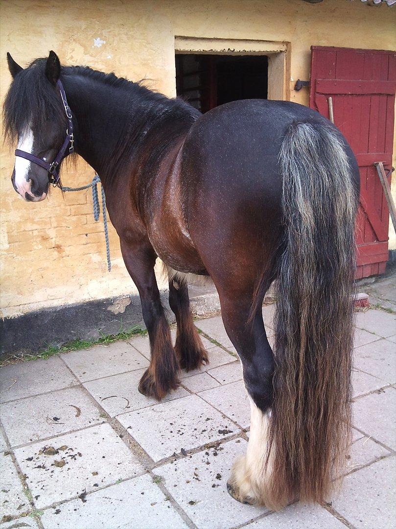 Tinker The Gypsy Spirit of Irish - Lækker :0) billede 17