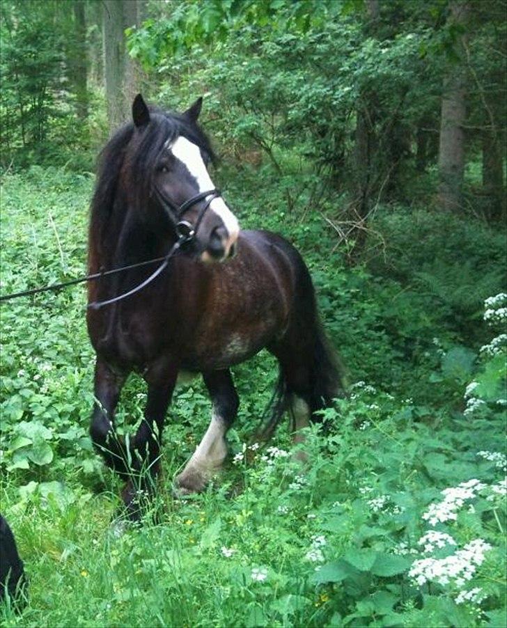 Tinker The Gypsy Spirit of Irish - Smukke dreng <3 billede 18