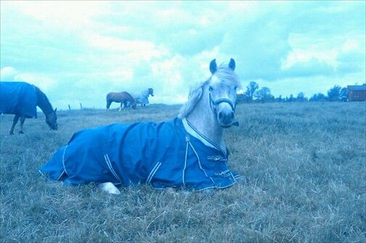 Anden særlig race Kløvermarks Rafall-SOLGT - I had this dream about a best friend, that follow'd me were ever i needed him, that stood strongly by my side when i cried, that was there in my happy moments and would be mine for ever & be my happiness. All this became true when you became mine! <3 billede 15