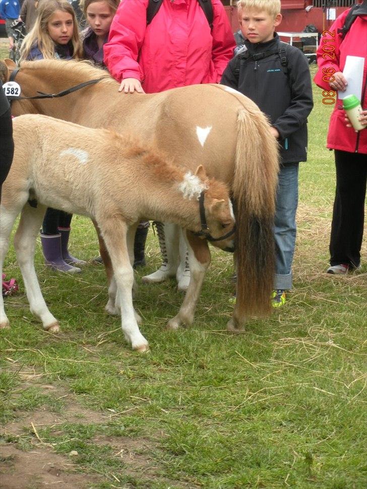Pinto Baileys af Brovang **BROVANG** SOLGT ! - Baileys fik en masse opmærksomhed på Roskilde i år ;) billede 11
