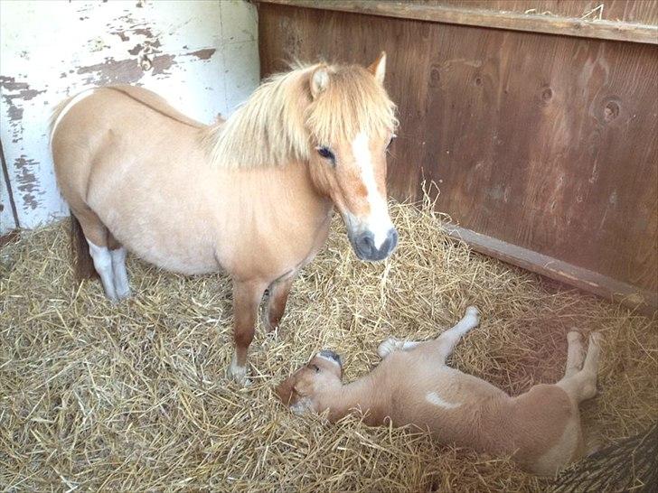 Pinto Baileys af Brovang **BROVANG** SOLGT ! - En træt dreng, med sin lige så trætte moar <3 billede 12