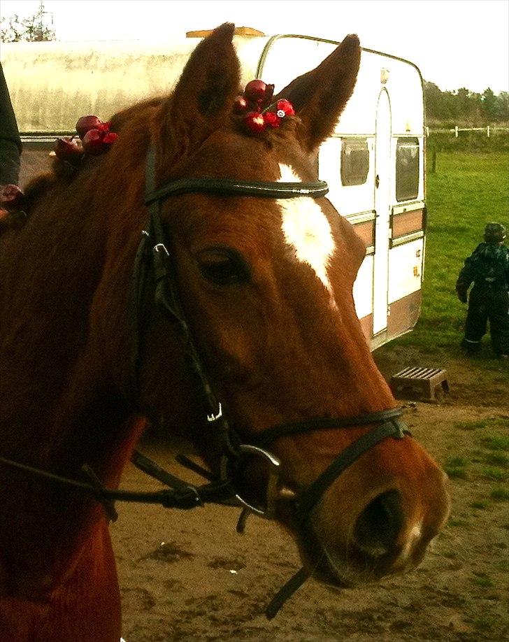 Hollandsk Sportspony Simone - hihi jule stævne billede 3