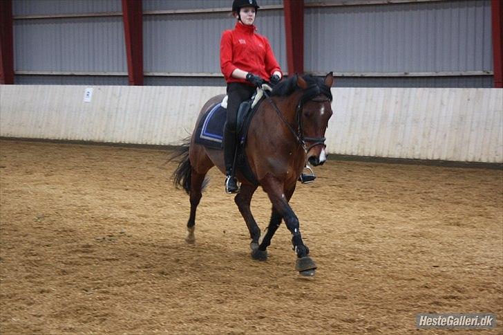 Anden særlig race Gilbert billede 18