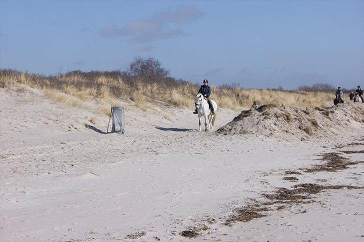 New Forest Firfods Frikvarter (Balou) billede 15