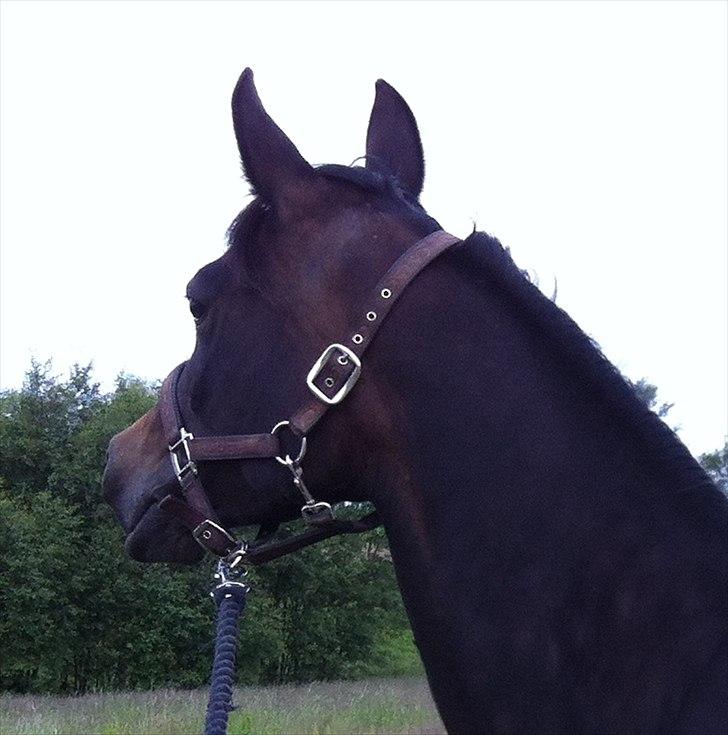 Arabisk fuldblod (OX) Fanzana (Iris) billede 3