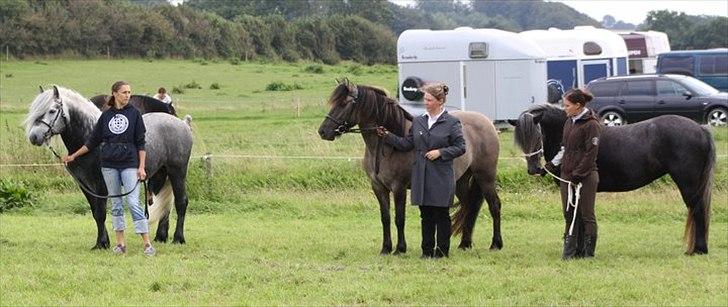 Highland Pony Aileen of Hesselholm - Aileen yderst til højre med Sin far Trailtrow Ghillie Dhu yderst til venstre og Lulle (hendes tante) i midten. billede 5