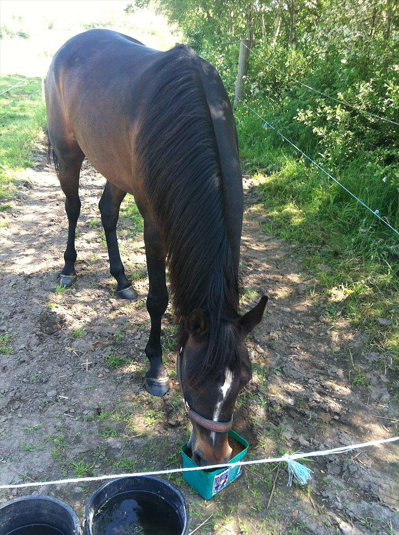 Arabisk fuldblod (OX) Fanzana (Iris) - Uhm lakrids!!  billede 6