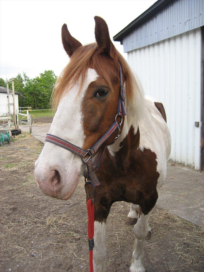 Anden særlig race Akito - Efter en dejlig dag med en god ridetur! :D billede 1