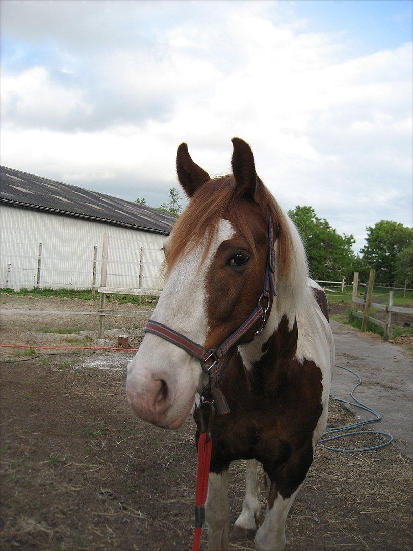 Anden særlig race Akito billede 6