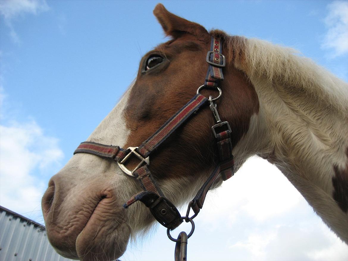 Anden særlig race Akito - Den dejlige hest som jeg er så taknemlig for at må få lov til at ride! <3 billede 2