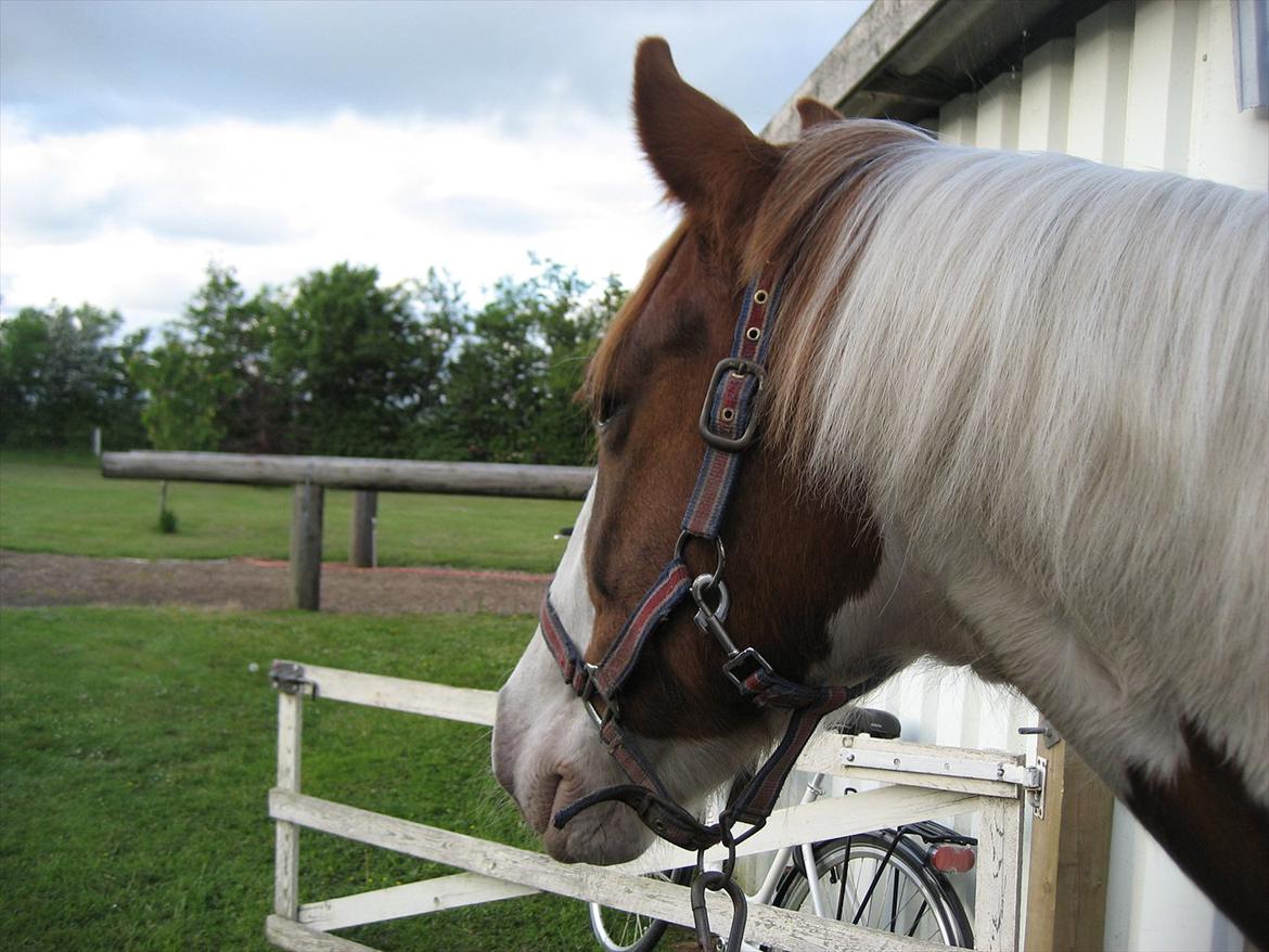 Anden særlig race Akito billede 3