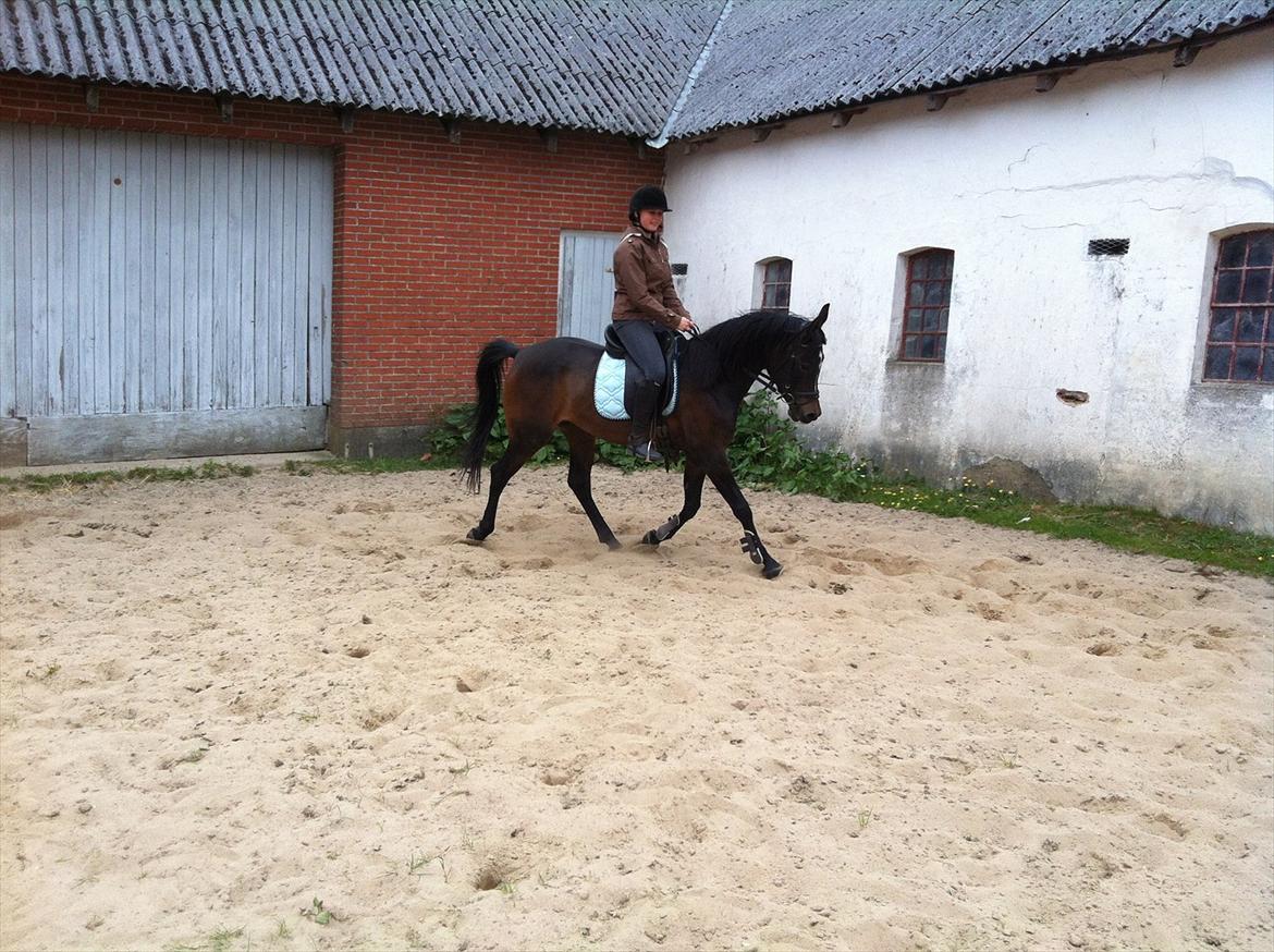 Arabisk fuldblod (OX) Fanzana (Iris) billede 7