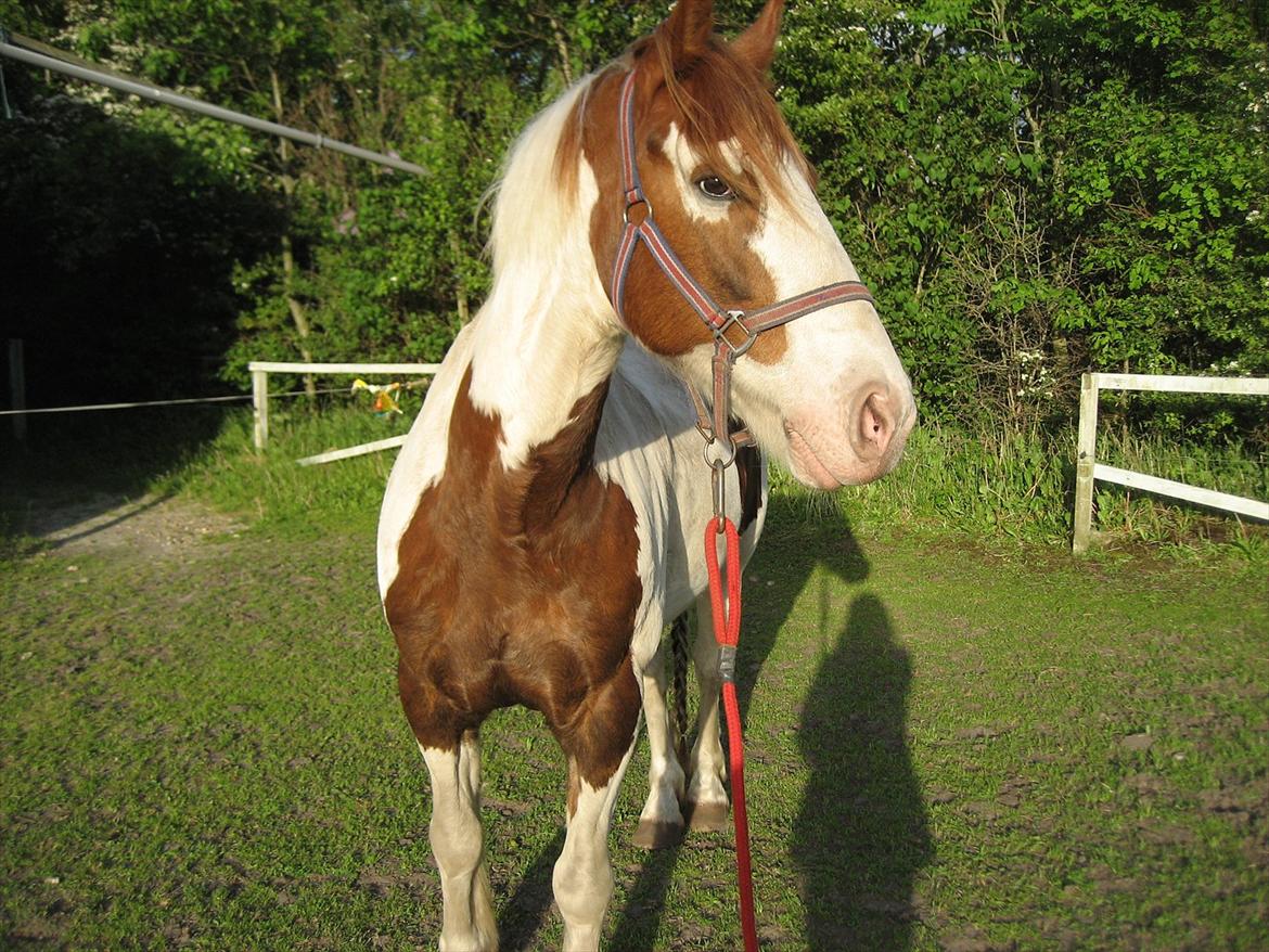 Anden særlig race Akito billede 4