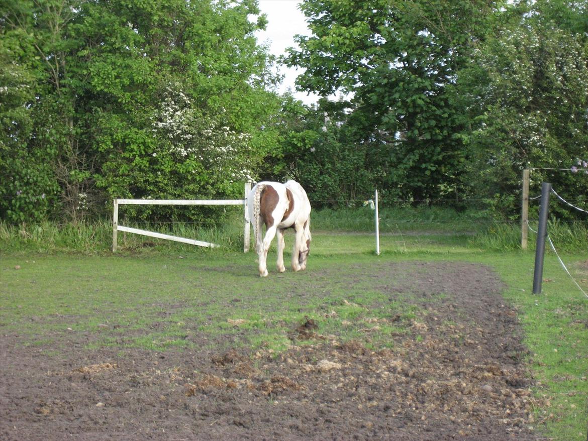 Anden særlig race Akito - Dreng der går ude på marken :) billede 5