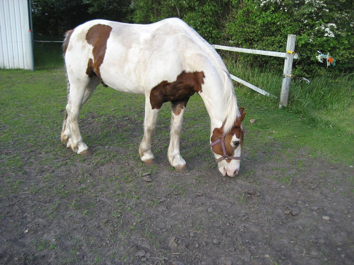Anden særlig race Akito billede 7