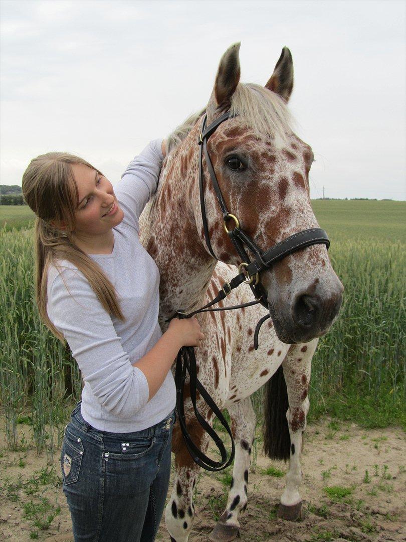 Knabstrupper COMETT - Min dejlige hest! <3 Foto: Britt Olsen billede 15