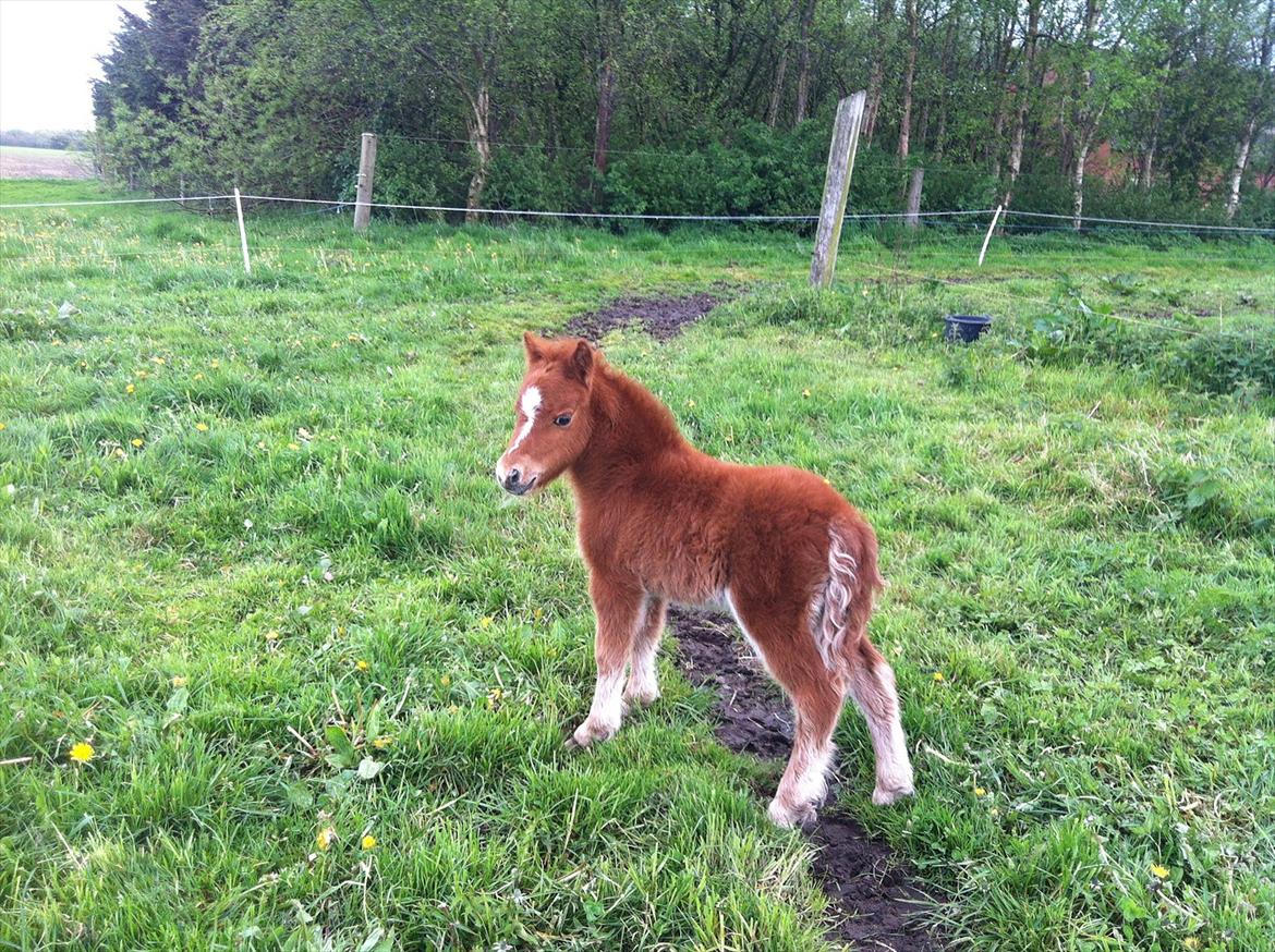 Miniature Puf billede 10