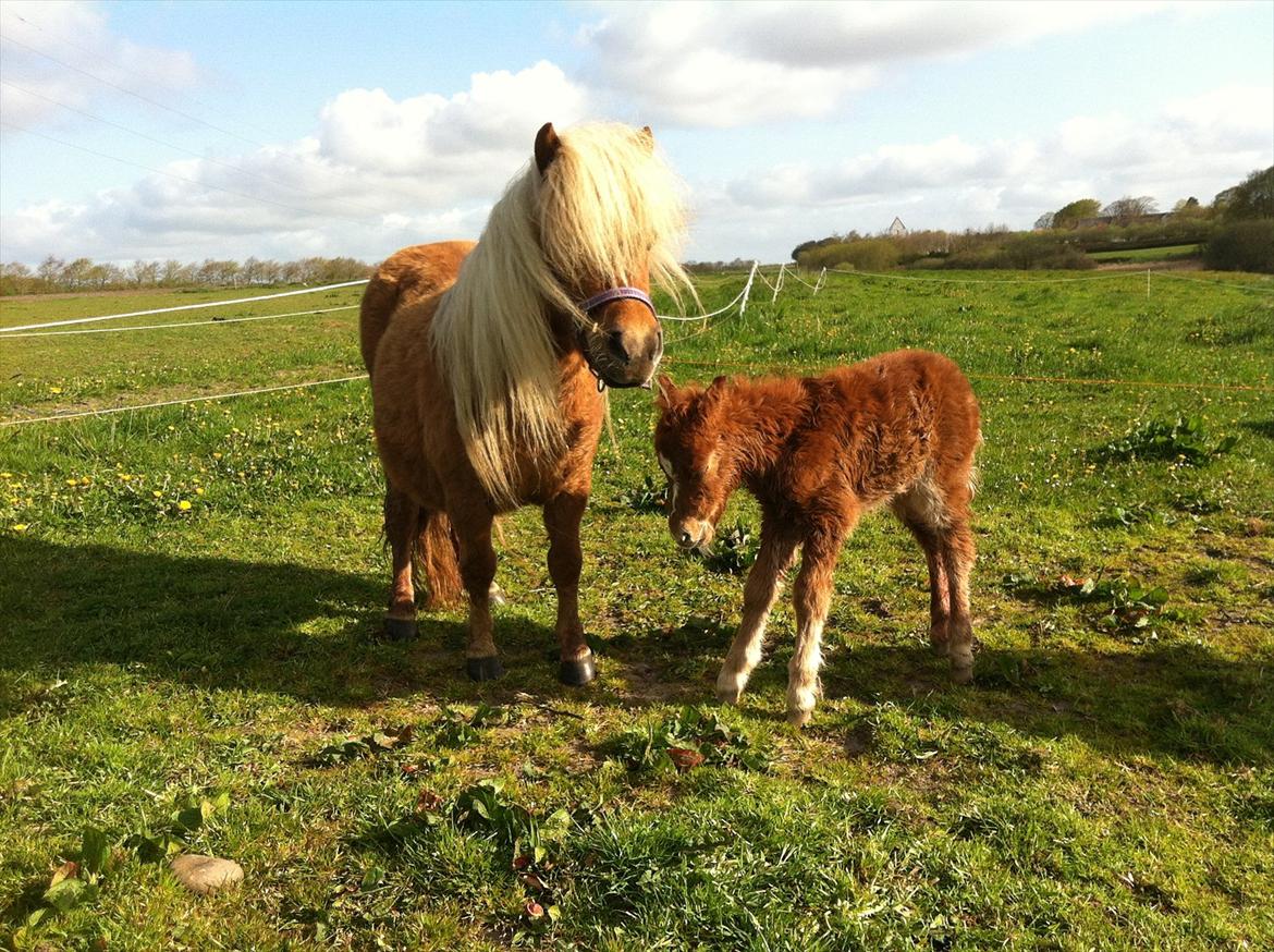 Miniature Puf billede 11