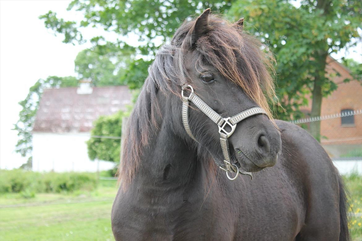 Shetlænder Ida  billede 1