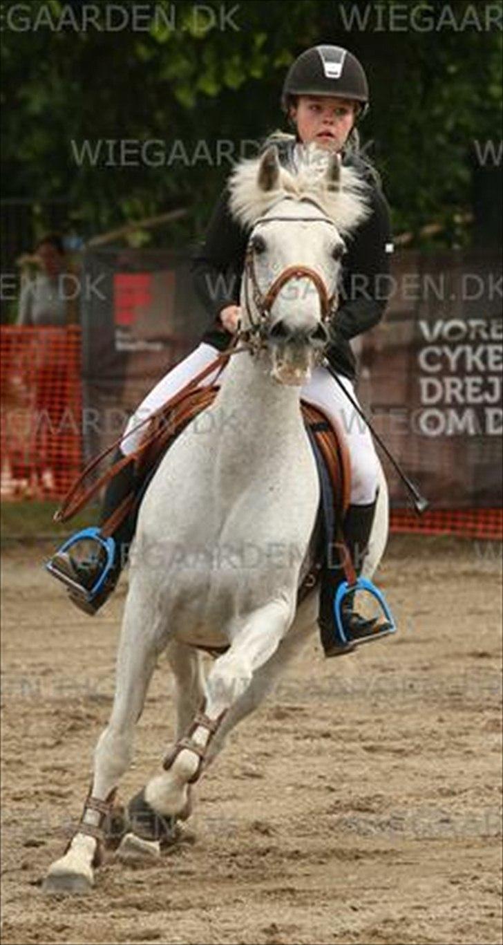 Anden særlig race BOBBY - Bobby & Jeg - Næstved kaserne m. DM Hold 2012. 
Nordvestbox stil-cup MB**.
Karakter: 9.0, højeste.
Placering: 3. plads. billede 20