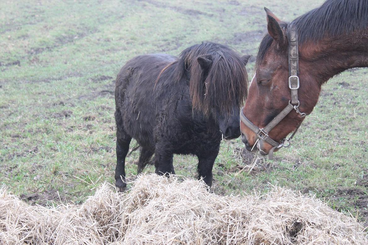 Shetlænder Ida  - Det var hårdt at blive venner med Pick Pack  billede 2