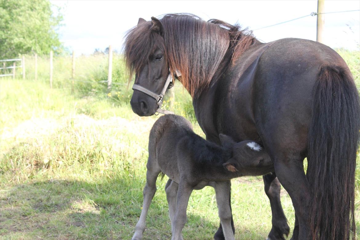 Shetlænder Ida  - Her ses jeg på 1. dag som mor  billede 3