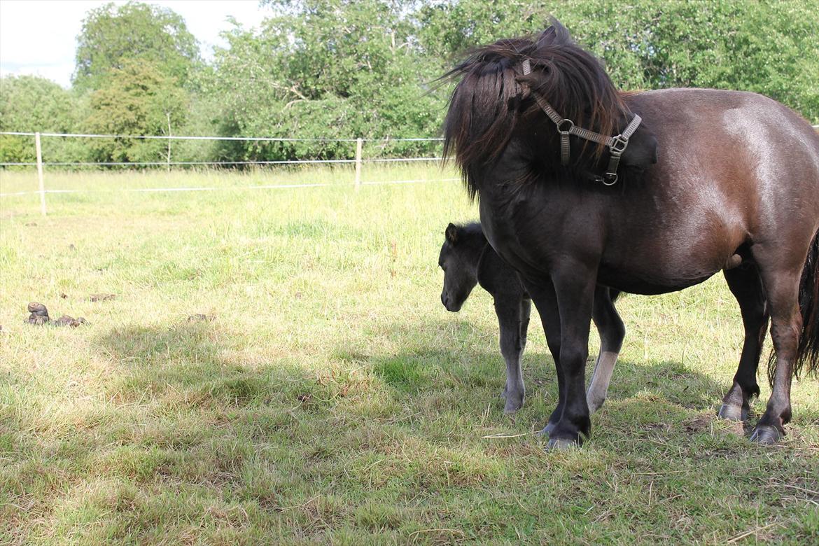 Shetlænder Ida  billede 4
