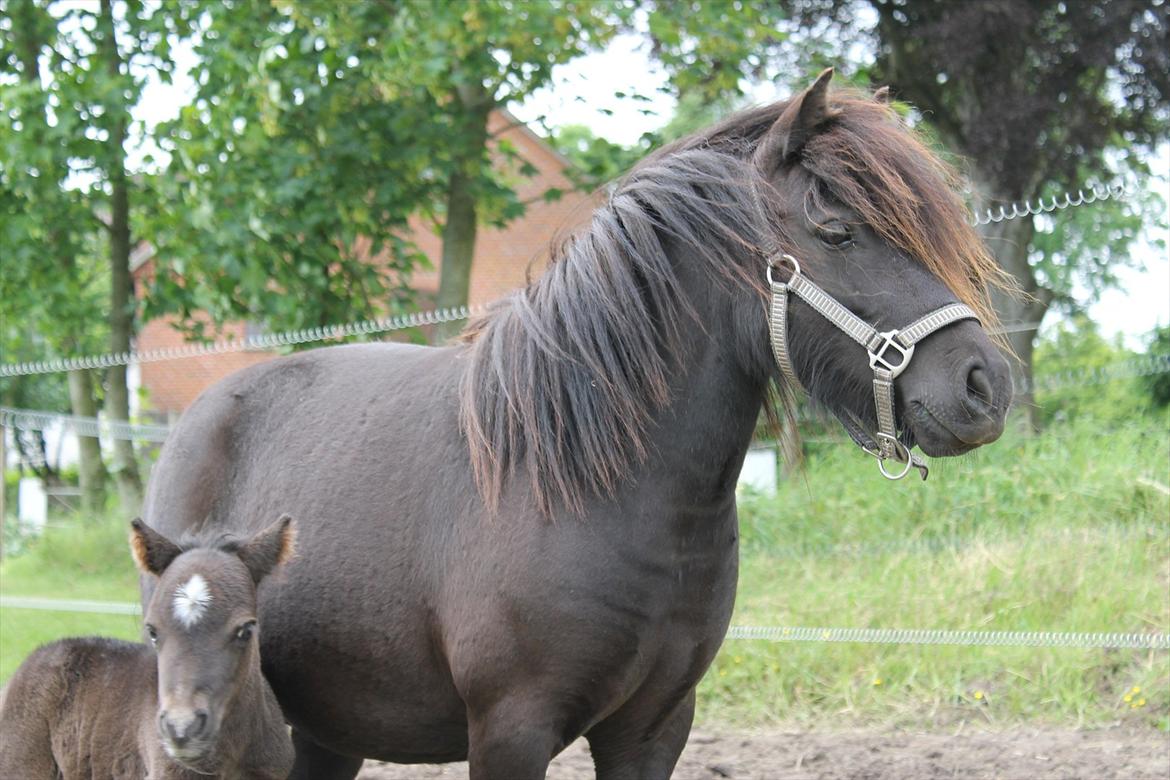 Shetlænder Ida  billede 5