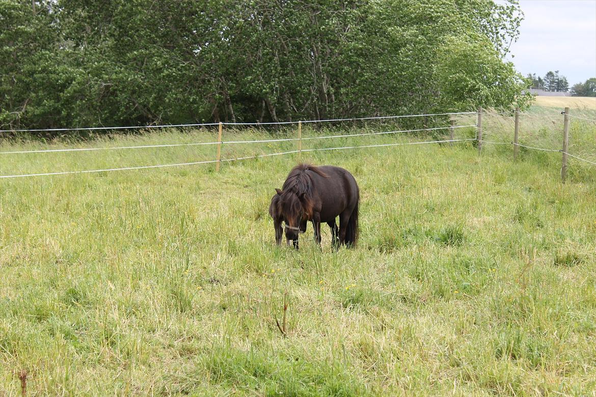 Shetlænder Ida  billede 6