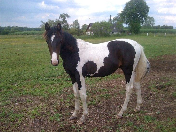 Pinto My Wall-E - sommer 2012 billede 8