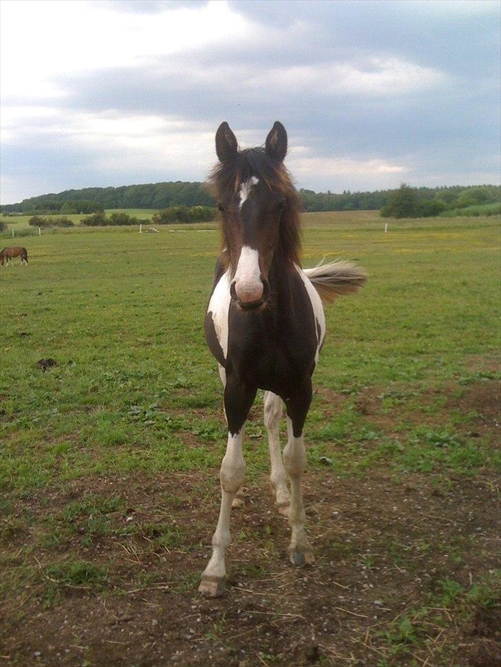 Pinto My Wall-E - sommer 2012 billede 9